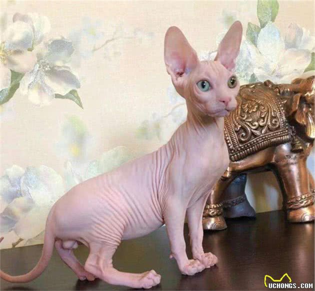 养猫怎么选十种比较受欢迎的猫咪