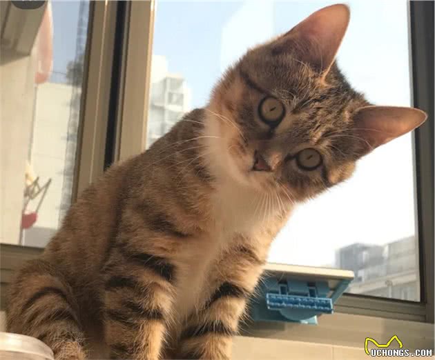 养猫怎么选十种比较受欢迎的猫咪