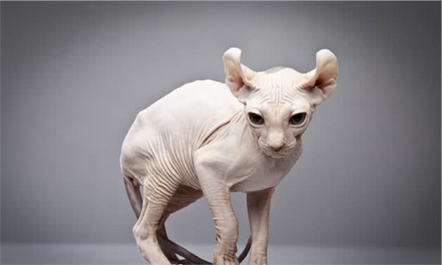 奇怪的无毛猫像极了外星人！这种奇怪的小猫你会喜欢还是害怕呢？