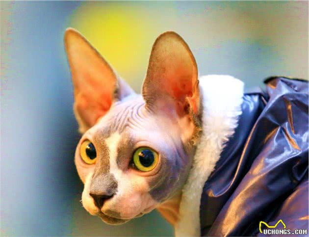 奇怪的无毛猫像极了外星人！这种奇怪的小猫你会喜欢还是害怕呢？