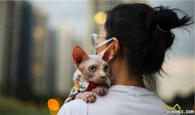 奇怪的无毛猫像极了外星人！这种奇怪的小猫你会喜欢还是害怕呢？