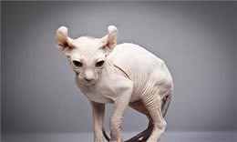 奇怪的无毛猫像极了外星人！这种奇怪的小猫你会喜欢还是害怕呢？