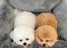 对比熊犬来说，这些事就是在给它“上刑”，希望你没做过