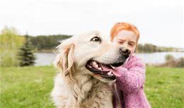 金毛犬除了“暖”，还有这么多优点，难怪那么多人喜欢