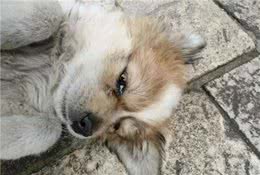 辟谣，狗狗伤心了真的会哭吗？可别把“逆向喷嚏”当成了哭泣