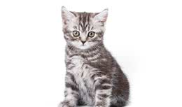 新手养猫|美国短毛猫基本知识