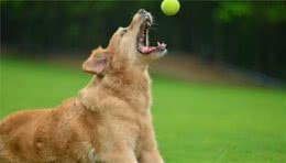 狗狗身上的这些冷知识，能答出来3个的就是资深的铲屎官，点个赞