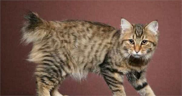 世界温顺的猫排名榜异国短尾猫排名前列