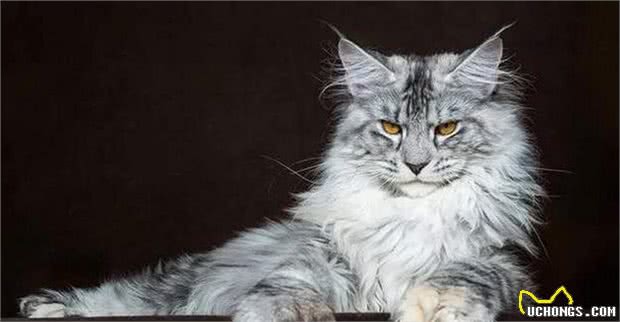 世界温顺的猫排名榜异国短尾猫排名前列