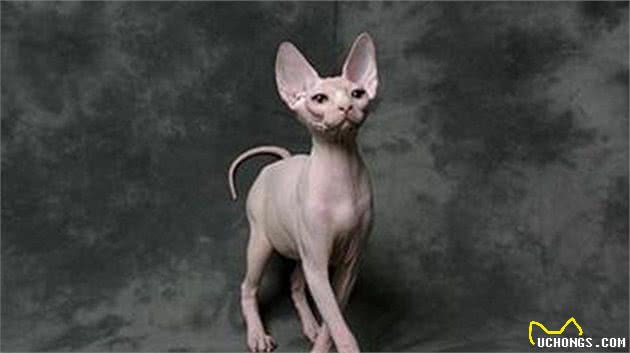 世界温顺的猫排名榜异国短尾猫排名前列