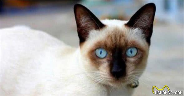 世界温顺的猫排名榜异国短尾猫排名前列