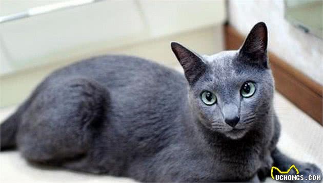 世界温顺的猫排名榜异国短尾猫排名前列