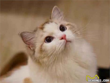 世界温顺的猫排名榜异国短尾猫排名前列