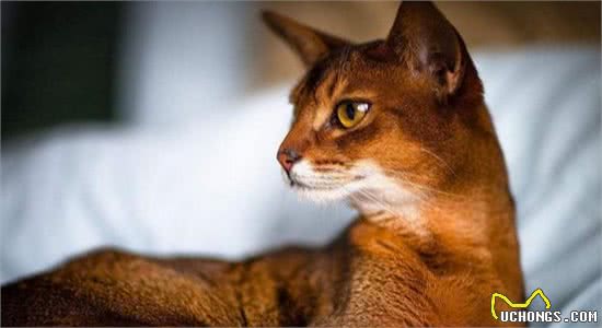 世界温顺的猫排名榜异国短尾猫排名前列