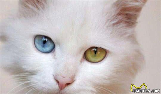 世界温顺的猫排名榜异国短尾猫排名前列