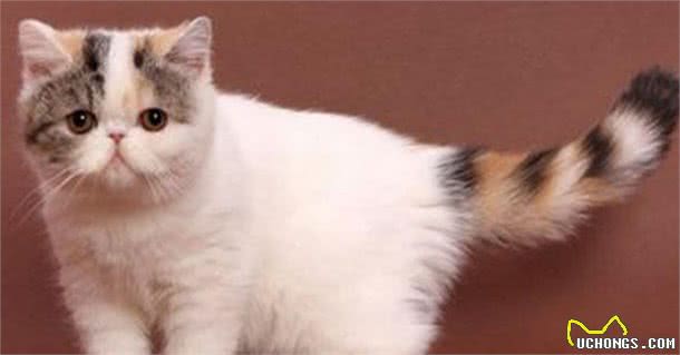 世界温顺的猫排名榜异国短尾猫排名前列