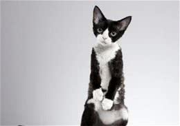 世界温顺的猫排名榜异国短尾猫排名前列