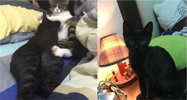 全身黑的黑猫，养了几个月变虎斑猫，这猫咪是褪色了吗？