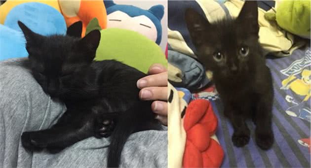 全身黑的黑猫，养了几个月变虎斑猫，这猫咪是褪色了吗？