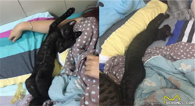 全身黑的黑猫，养了几个月变虎斑猫，这猫咪是褪色了吗？