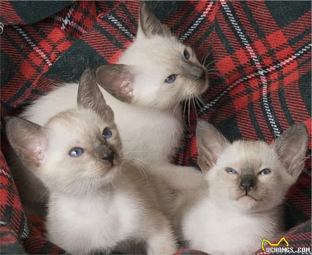 全身黑的黑猫，养了几个月变虎斑猫，这猫咪是褪色了吗？