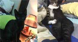 全身黑的黑猫，养了几个月变虎斑猫，这猫咪是褪色了吗？