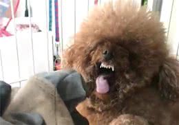 这五种小型犬，脾气很暴躁，网友：都是被惯坏的