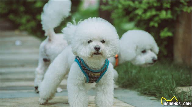 最容易失踪的5种“小型犬”，主人出门一定要看紧