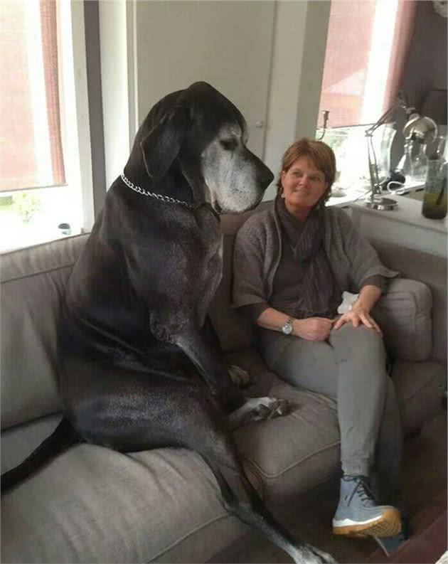 世界上最大的犬，不是俄罗斯的高加索犬，而是它