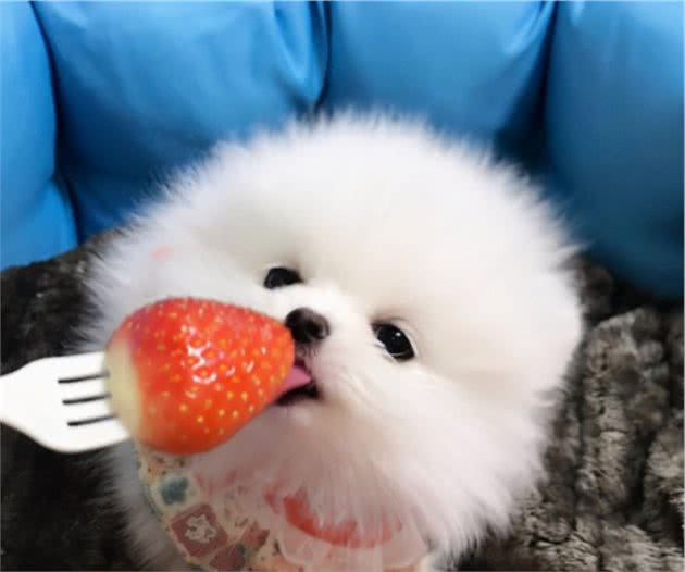 博美犬挑食不吃狗粮怎么办？