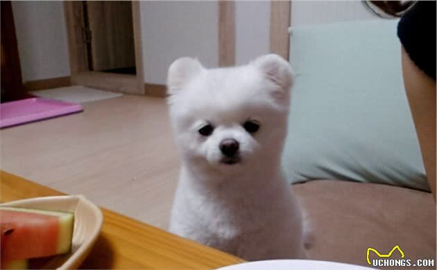 博美犬挑食不吃狗粮怎么办？