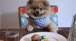 博美犬挑食不吃狗粮怎么办？