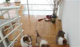 狗狗经常爬楼梯危害大「科瑞卡科普」