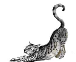 猫咪百科之埃及猫