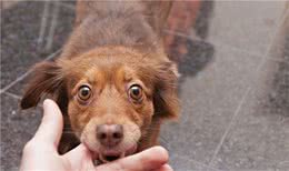 狗狗爱咬人？揍可不是上策，这五个小妙招可以帮到你