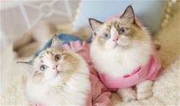 狗子猫咪得了耳螨怎么治？