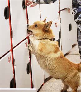 短腿也有出头日？战斗民族竟用柯基当警犬？狗狗9岁了如今刚退休