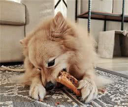 科学养犬之解读犬粮配方的秘密，上篇