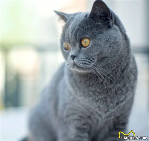 英国短毛猫十种受欢迎的毛色，你知道几种呢？你家猫是哪种