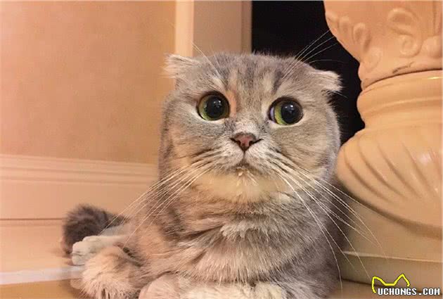 折耳猫经常出现这些动作，可能是生病了