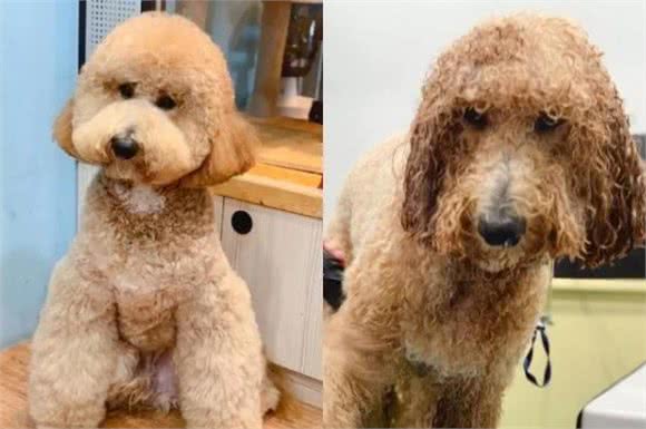 狗子美容前后对比照，我不相信是同一只狗，狗：我不要面子的吗！