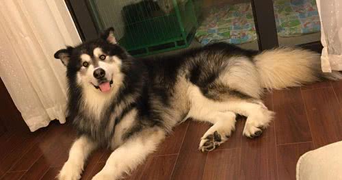狗瘸了还能活多久