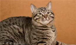 狸花猫是个宝，有这7个优点，可惜没人知道