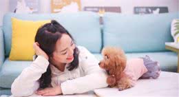 泰迪犬越贵越纯种？NO！看这6点准没错