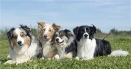 最有人气的8种牧羊犬，个个颜值都超好看，你能认全吗？
