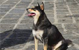 盘点狗狗常见的四种情绪，第一种情绪所有的狗狗都经常出现！