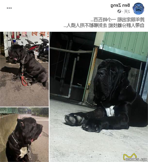 主人出租130斤猛犬1小时500，路人看到都自动躲开