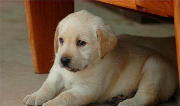 狗狗发烧就一定是犬瘟热吗？正确认识狗狗感冒发烧
