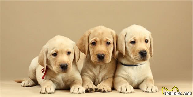 狗狗发烧就一定是犬瘟热吗？正确认识狗狗感冒发烧