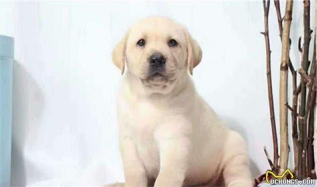 狗狗发烧就一定是犬瘟热吗？正确认识狗狗感冒发烧